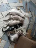 Carla, preguiça, arteiro, e comilão
