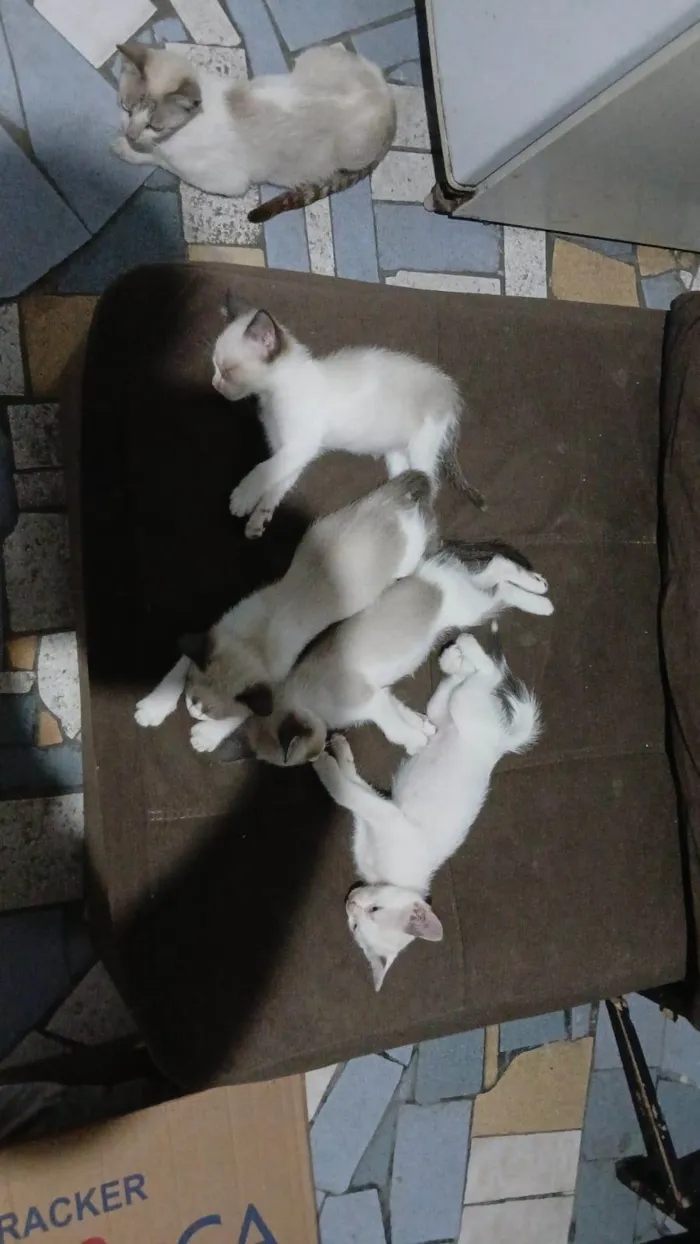 Gato ra a Siamês idade Abaixo de 2 meses nome Carla, preguiça, arteiro, e comilão 