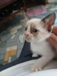Carla, preguiça, arteiro, e comilão