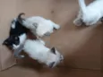 Carla, preguiça, arteiro, e comilão