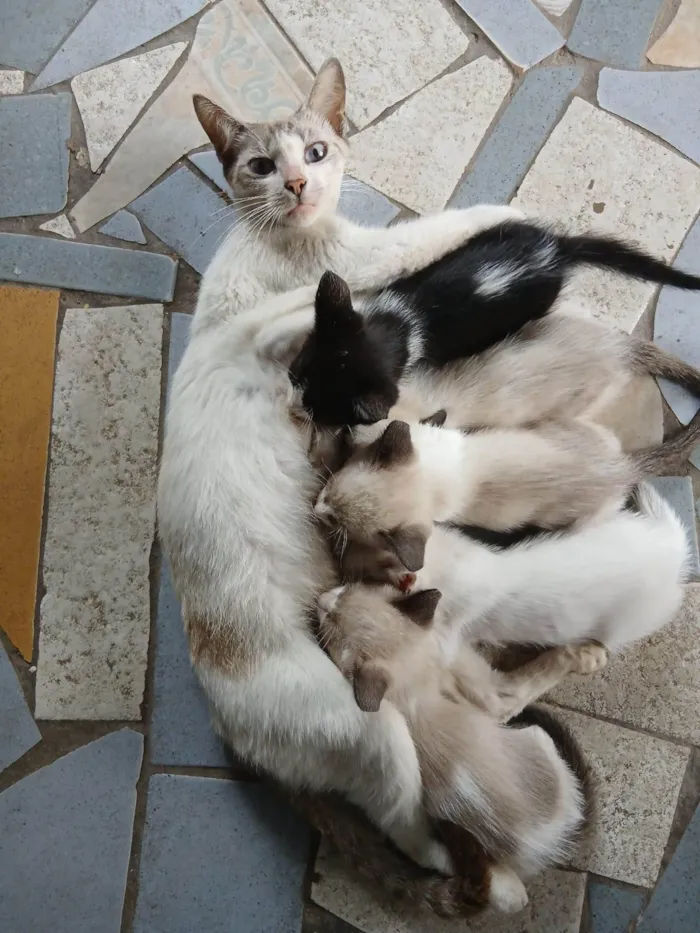Gato ra a Siamês idade Abaixo de 2 meses nome Carla, preguiça, arteiro, e comilão 