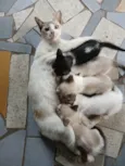 Carla, preguiça, arteiro, e comilão