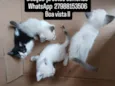 Carla, preguiça, arteiro, e comilão
