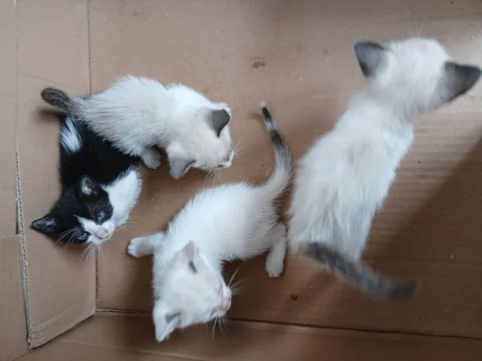 Gato ra a Siamês idade Abaixo de 2 meses nome Carla, preguiça, arteiro, e comilão 