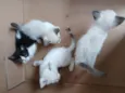 Carla, preguiça, arteiro, e comilão