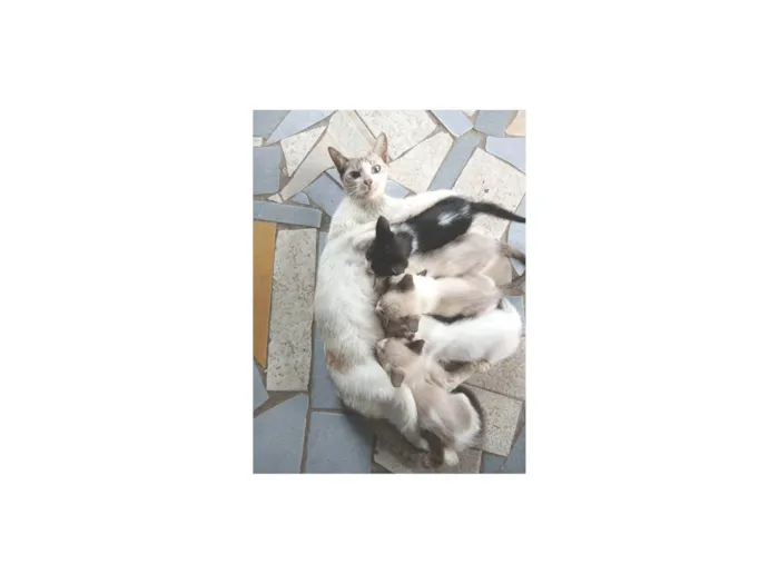 Gato ra a Siamês idade Abaixo de 2 meses nome Carla, preguiça, arteiro, e comilão 