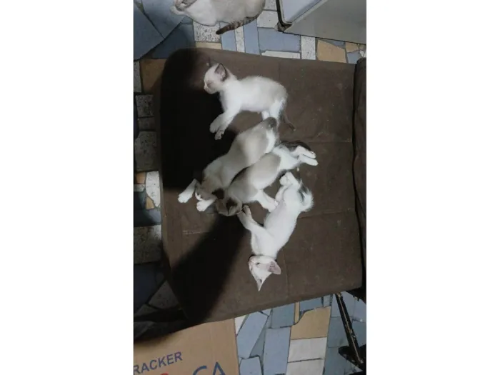 Gato ra a Siamês idade Abaixo de 2 meses nome Carla, preguiça, arteiro, e comilão 