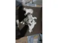 Carla, preguiça, arteiro, e comilão