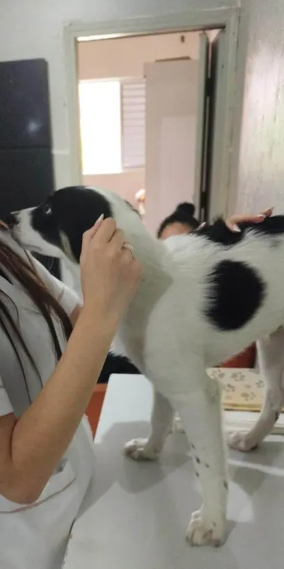 Cachorro raça SRD-ViraLata idade 2 a 6 meses nome Thor