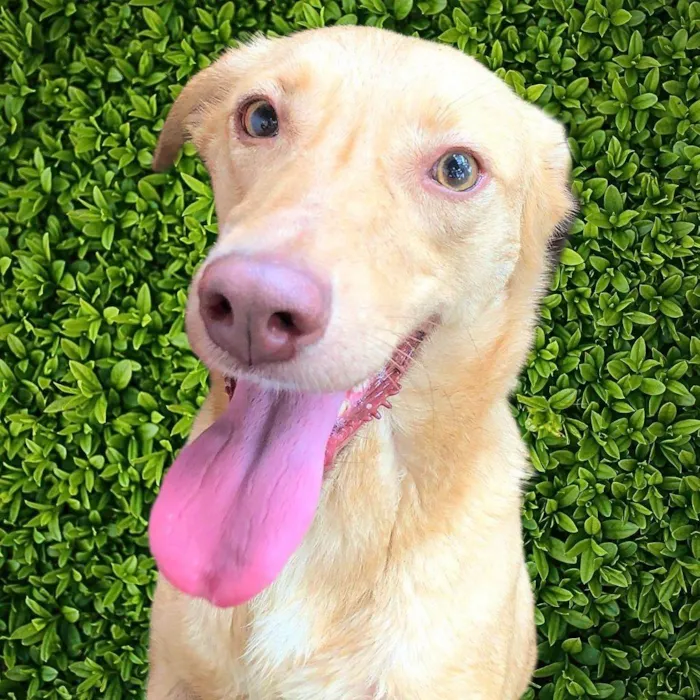 Cachorro ra a SRD-ViraLata idade 6 ou mais anos nome Loirinha 