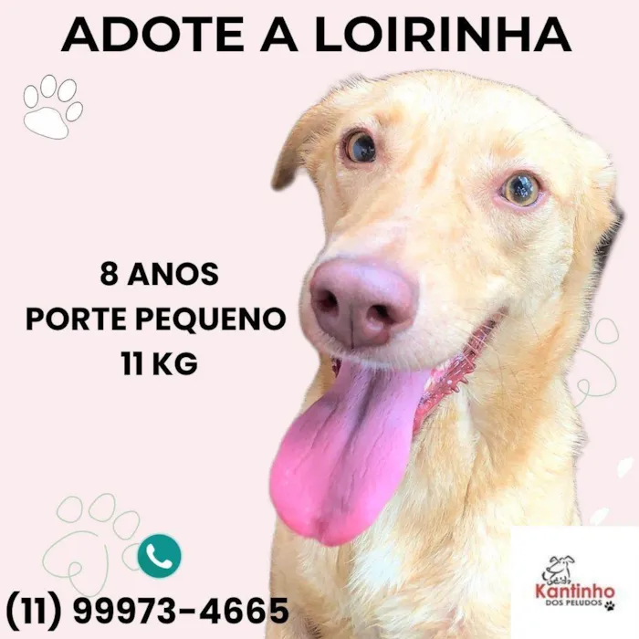Cachorro ra a SRD-ViraLata idade 6 ou mais anos nome Loirinha 