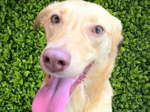 Cachorro raça SRD-ViraLata idade 6 ou mais anos nome Loirinha 