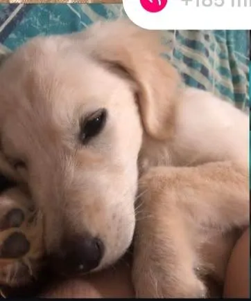Cachorro ra a SRD-ViraLata idade 7 a 11 meses nome Luna