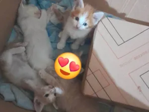 Gato raça SRD-ViraLata idade Abaixo de 2 meses nome Não tem