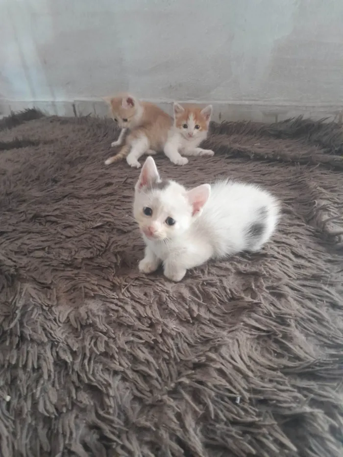 Gato ra a SRD-ViraLata idade Abaixo de 2 meses nome Não tem