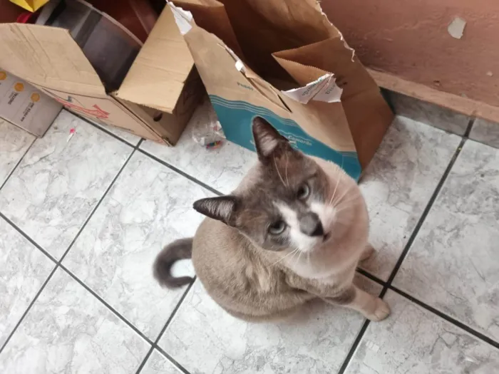 Gato ra a SRD-ViraLata idade 2 anos nome Chumbinho