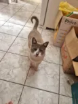 Chumbinho