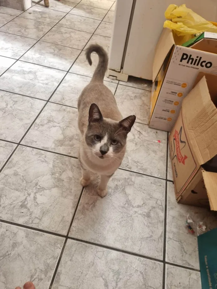 Gato ra a SRD-ViraLata idade 2 anos nome Chumbinho