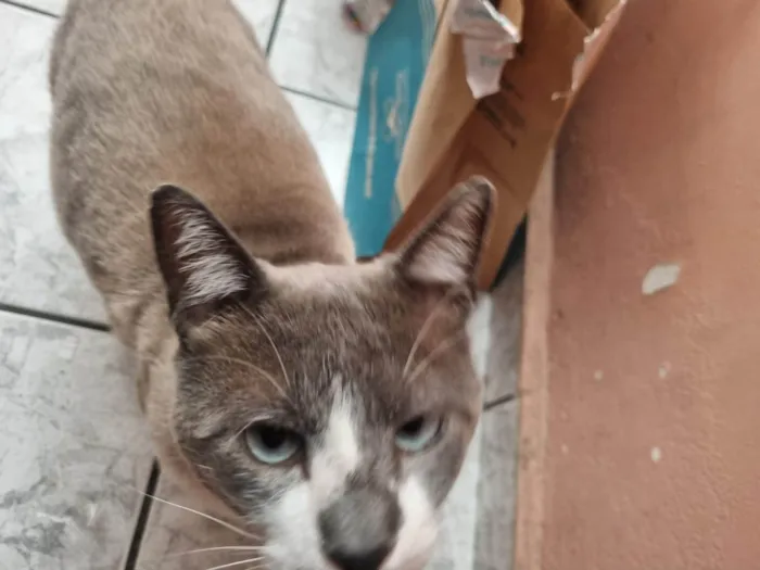 Gato ra a SRD-ViraLata idade 2 anos nome Chumbinho
