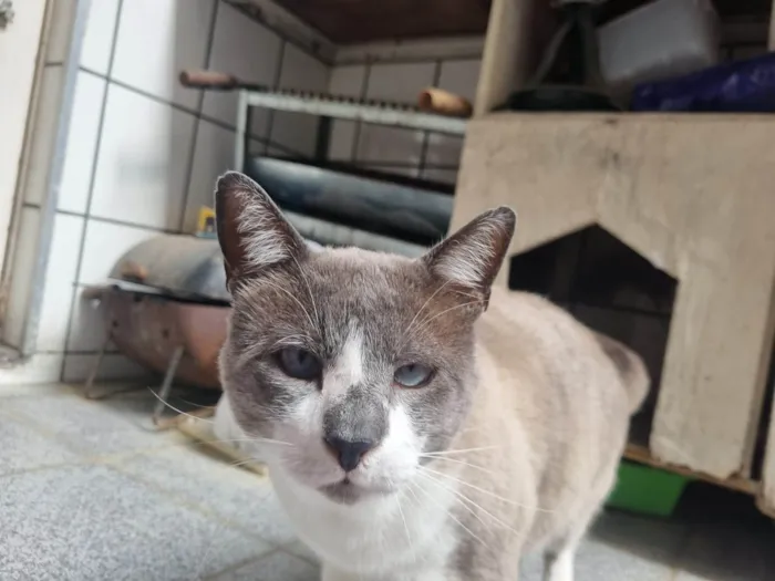 Gato ra a SRD-ViraLata idade 2 anos nome Chumbinho