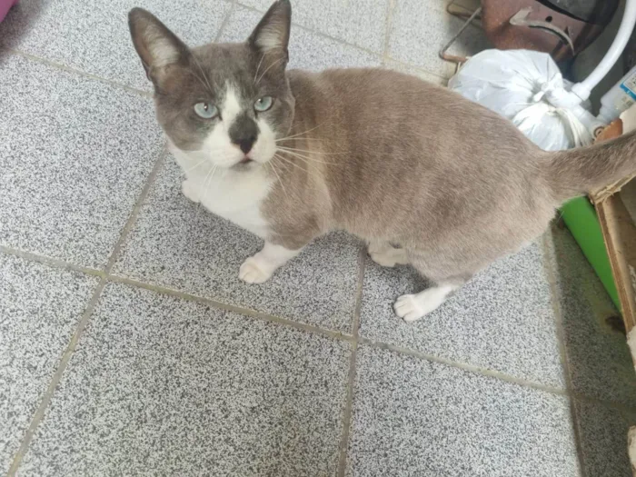 Gato ra a SRD-ViraLata idade 2 anos nome Chumbinho