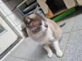 Chumbinho