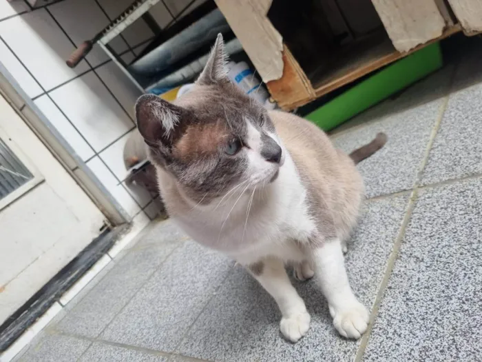 Gato ra a SRD-ViraLata idade 2 anos nome Chumbinho