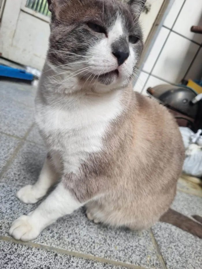 Gato ra a SRD-ViraLata idade 2 anos nome Chumbinho