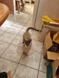 Chumbinho
