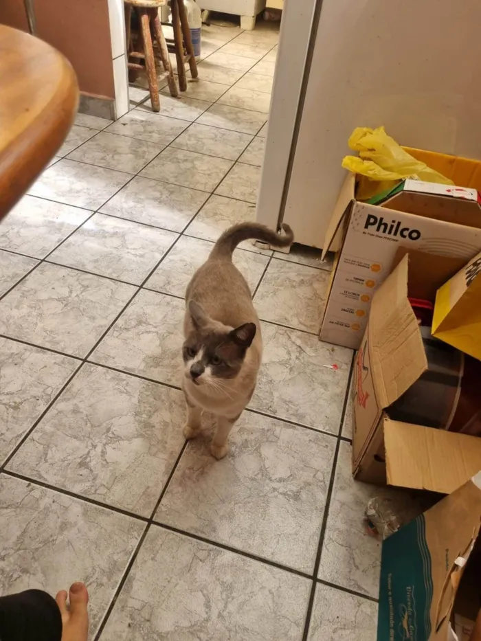 Gato ra a SRD-ViraLata idade 2 anos nome Chumbinho