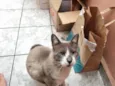Chumbinho