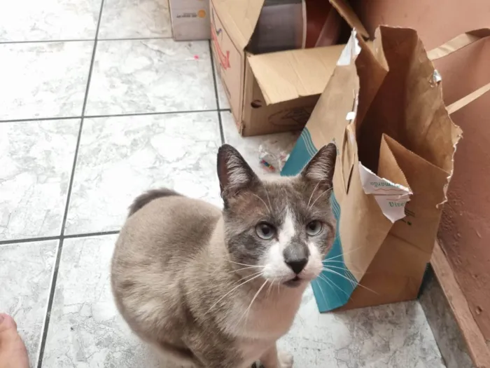 Gato ra a SRD-ViraLata idade 2 anos nome Chumbinho