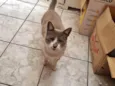 Chumbinho