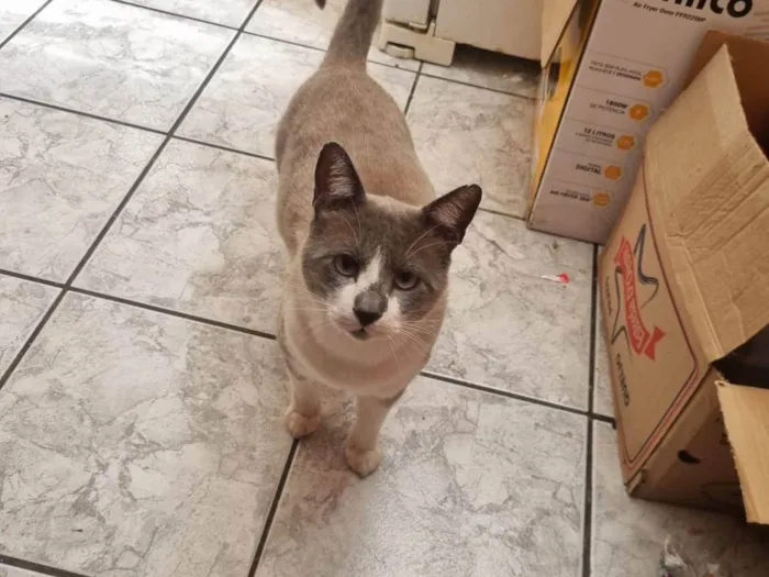 Gato ra a SRD-ViraLata idade 2 anos nome Chumbinho