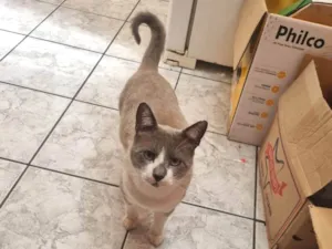 Gato raça SRD-ViraLata idade 2 anos nome Chumbinho 