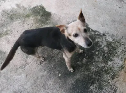 Cachorro raça SRD-ViraLata idade 6 ou mais anos nome  Cachorrinha
