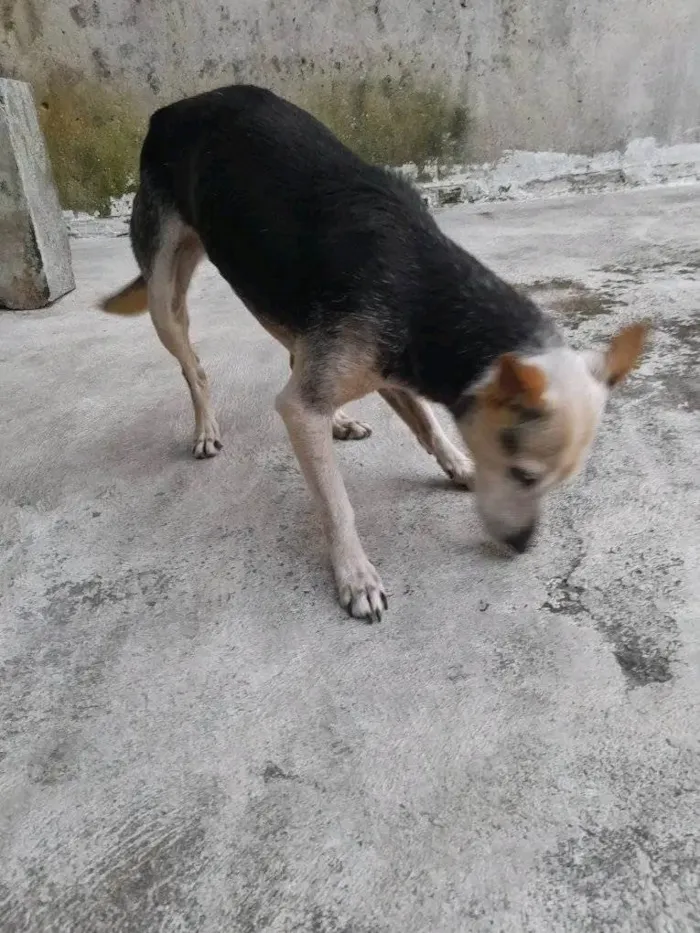 Cachorro ra a SRD-ViraLata idade 6 ou mais anos nome  Cachorrinha