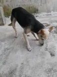 Cachorrinha
