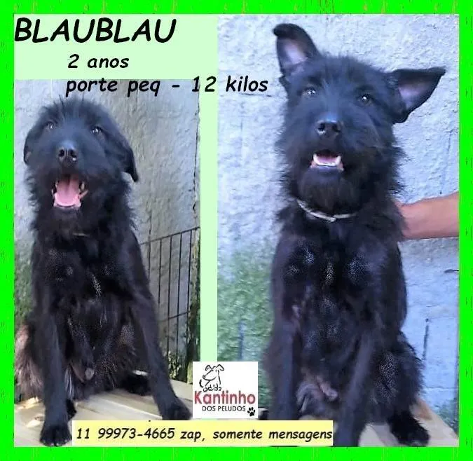 Cachorro ra a SRD-ViraLata idade 1 ano nome Blaubau 