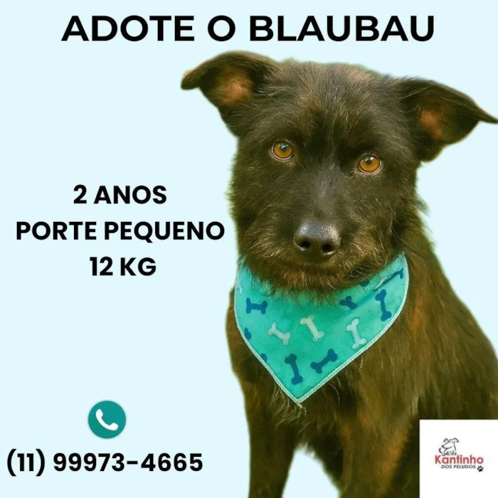 Cachorro ra a SRD-ViraLata idade 1 ano nome Blaubau 
