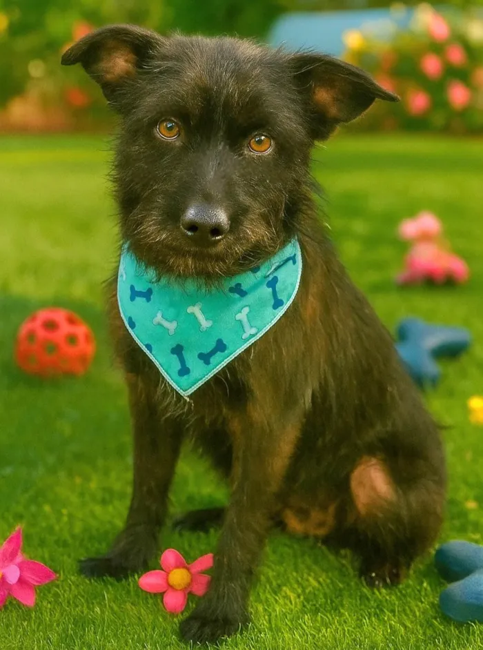 Cachorro ra a SRD-ViraLata idade 1 ano nome Blaubau 