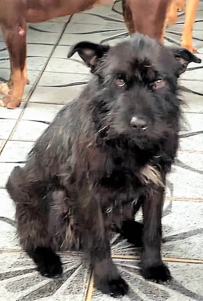 Cachorro ra a SRD-ViraLata idade 1 ano nome Blaubau 