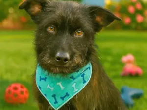 Cachorro raça SRD-ViraLata idade 1 ano nome Blaubau 