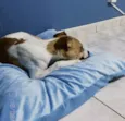 Bolinha