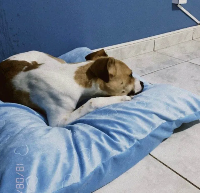 Cachorro ra a SRD-ViraLata idade 7 a 11 meses nome Bolinha