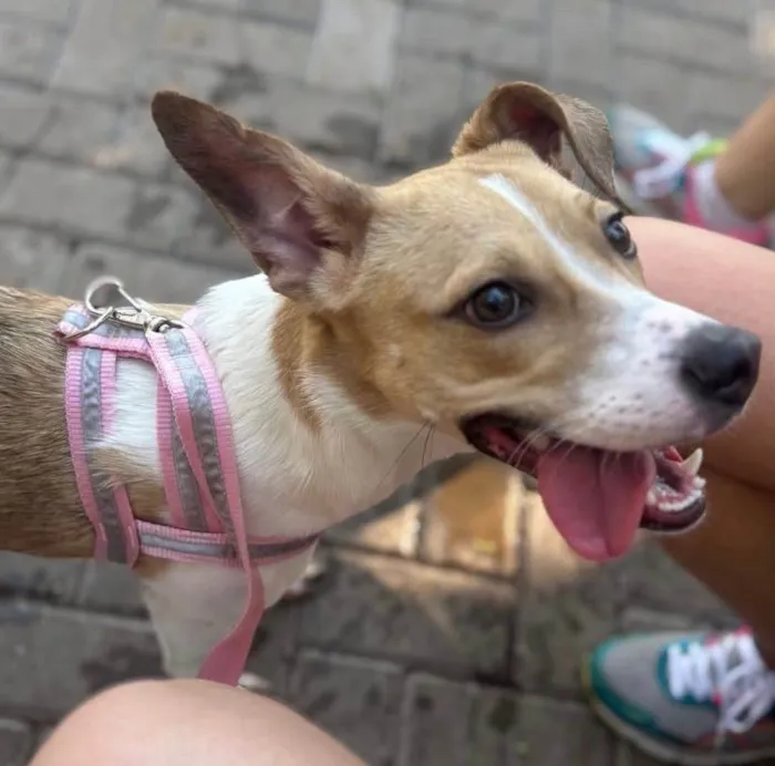 Cachorro ra a SRD-ViraLata idade 7 a 11 meses nome Bolinha
