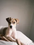 Bolinha