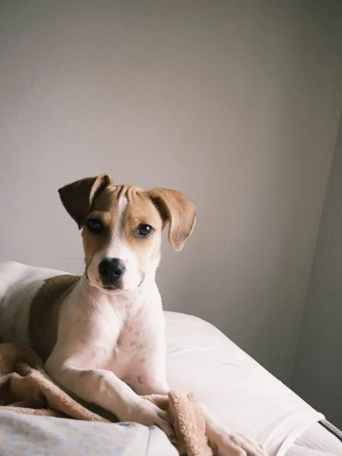 Cachorro ra a SRD-ViraLata idade 7 a 11 meses nome Bolinha