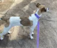 Bolinha