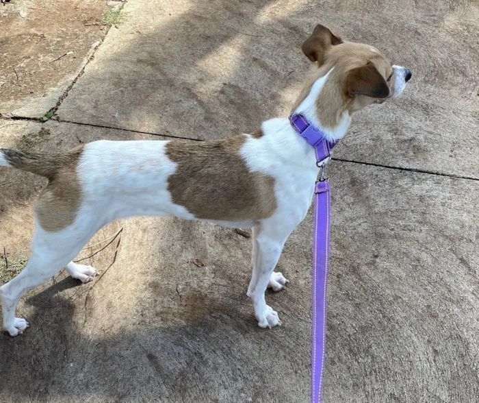 Cachorro ra a SRD-ViraLata idade 7 a 11 meses nome Bolinha